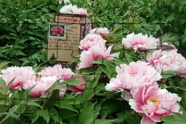 flores jigsaw puzzle