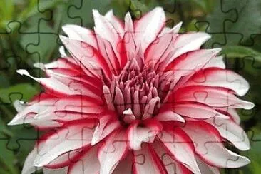 flores jigsaw puzzle