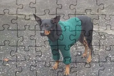 Duque jigsaw puzzle
