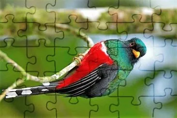 natural jigsaw puzzle