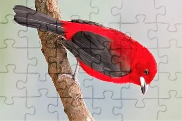 natural jigsaw puzzle