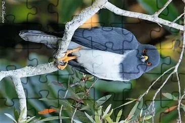 natural jigsaw puzzle