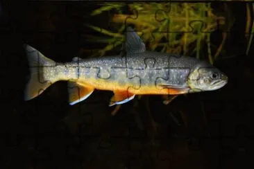 Salvelinus leucomaenis jigsaw puzzle
