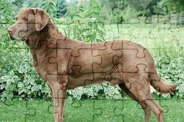 פאזל של Chesapeake bay retriever