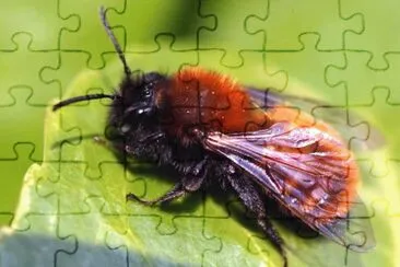 Andrena fulva