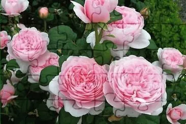 flores jigsaw puzzle