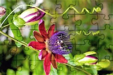 flores jigsaw puzzle