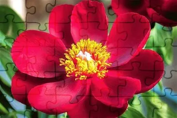 flores jigsaw puzzle