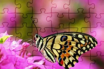 borboleta