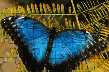 borboleta