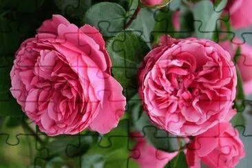 flores jigsaw puzzle