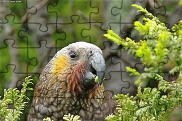 natural jigsaw puzzle