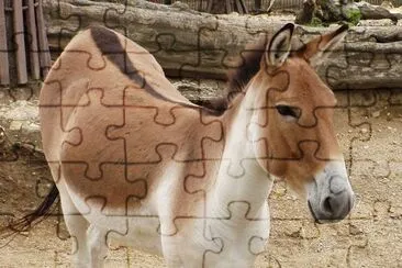 Kiang