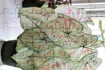 natural jigsaw puzzle