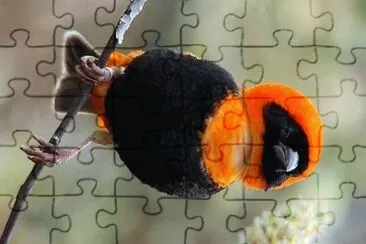 natural jigsaw puzzle