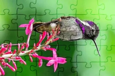 natural jigsaw puzzle