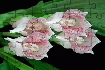 flores jigsaw puzzle