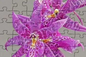 imagem jigsaw puzzle