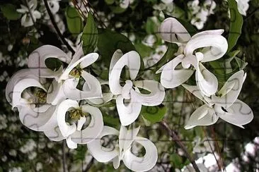 flores jigsaw puzzle
