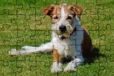Kromfohrlander jigsaw puzzle