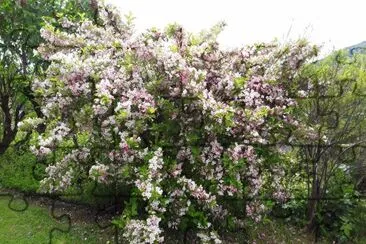Weigelia