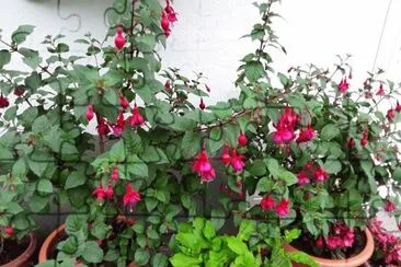 Fuchsias