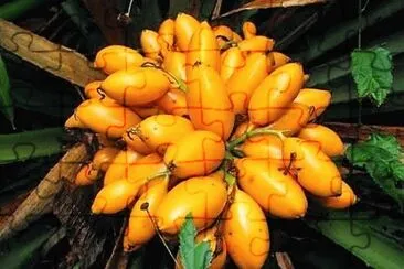 frutas
