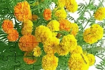flores jigsaw puzzle