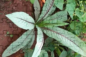 natural jigsaw puzzle