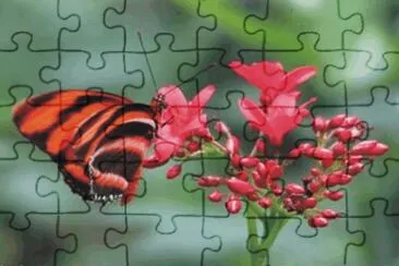butterfly jigsaw puzzle