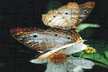 Butterfly jigsaw puzzle