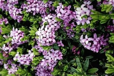 flores jigsaw puzzle