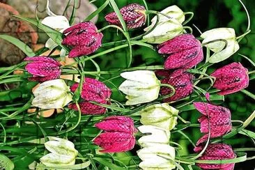 פאזל של flores