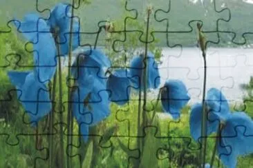 Flowers jigsaw puzzle