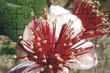 Flowers jigsaw puzzle