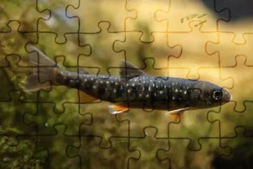Salvelinus umbla jigsaw puzzle