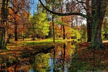 automne en forÃªt jigsaw puzzle