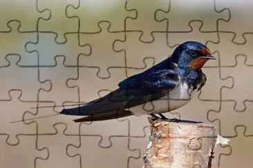 hirondelle jigsaw puzzle