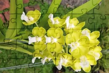 flores