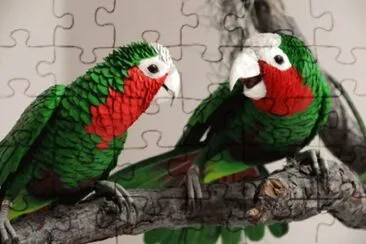 פאזל של cotorras
