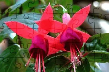 fuchsia