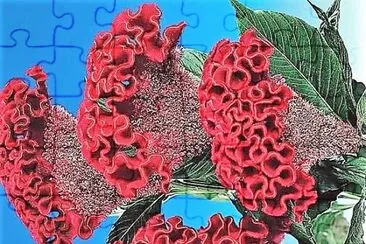 flores
