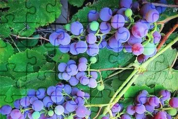 frutas