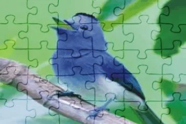 Birds jigsaw puzzle