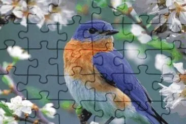 Birds jigsaw puzzle