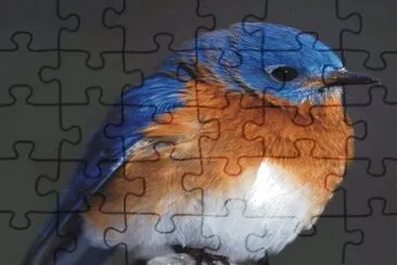 Birds jigsaw puzzle