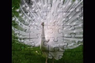 pavo-real