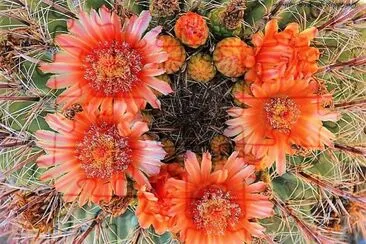 flores
