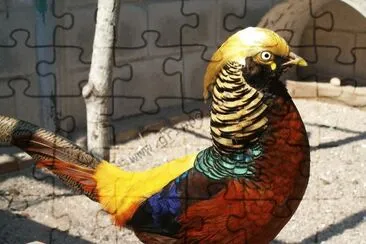 faisan jigsaw puzzle