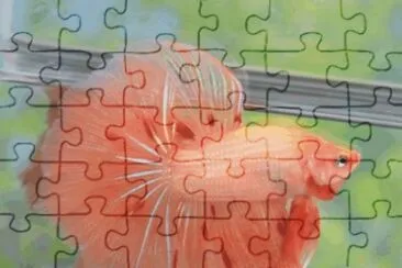 Fish jigsaw puzzle